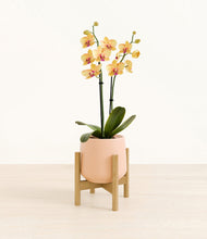 Load image into Gallery viewer, Gentle Pink stand:bamboo

