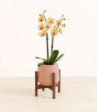 Load image into Gallery viewer, Calm Rose stand:walnut
