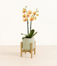 Load image into Gallery viewer, Turquoise stand:bamboo
