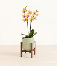 Load image into Gallery viewer, Turquoise stand:walnut

