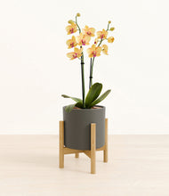 Load image into Gallery viewer, Dark Olive stand:bamboo

