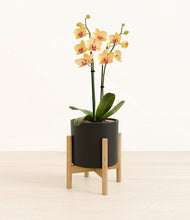 Load image into Gallery viewer, Black stand:bamboo

