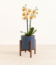 Load image into Gallery viewer, Deep Navy stand:walnut
