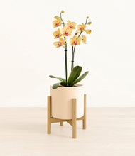 Load image into Gallery viewer, Cream stand:bamboo
