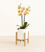 Load image into Gallery viewer, White stand:bamboo

