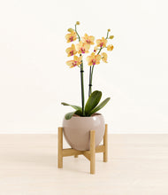 Load image into Gallery viewer, Desert Brown stand:bamboo
