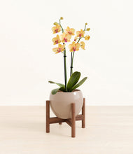 Load image into Gallery viewer, Desert Brown stand:walnut
