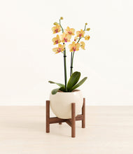 Load image into Gallery viewer, Shiny EggWhite stand:walnut
