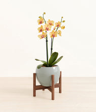 Load image into Gallery viewer, Deep Ocean stand:walnut
