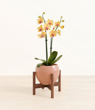 Load image into Gallery viewer, Calm Rose stand:walnut
