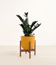 Load image into Gallery viewer, Sunset Orange stand:walnut
