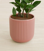 Load image into Gallery viewer, Striped Rose Pink stand:all
