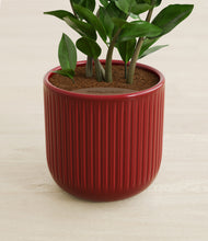Load image into Gallery viewer, Striped Cherry Red stand:all
