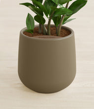 Load image into Gallery viewer, Olive stand:all
