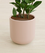 Load image into Gallery viewer, Sandy Pink stand:all
