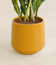 Load image into Gallery viewer, Mustard stand:all
