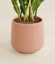 Load image into Gallery viewer, Calm Rose stand:all
