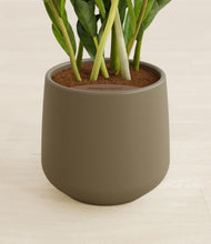 Load image into Gallery viewer, Olive stand:all
