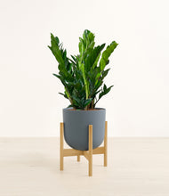 Load image into Gallery viewer, Iron Gray stand:bamboo
