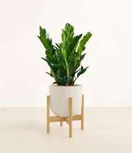 Load image into Gallery viewer, Natural Bamboo stand:bamboo
