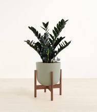 Load image into Gallery viewer, Sage Green stand:dark
