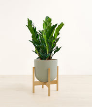Load image into Gallery viewer, Sage Green stand:bamboo
