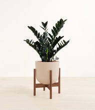 Load image into Gallery viewer, Sandy Pink stand:dark
