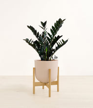 Load image into Gallery viewer, Sandy Pink stand:light
