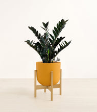 Load image into Gallery viewer, Sunset Orange stand:light
