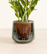 Load image into Gallery viewer, Olive stand:all
