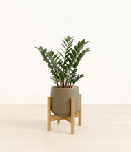 Load image into Gallery viewer, Olive stand:light
