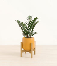 Load image into Gallery viewer, Mustard stand:light
