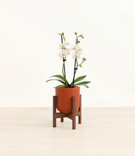 Load image into Gallery viewer, Earth Red stand:walnut
