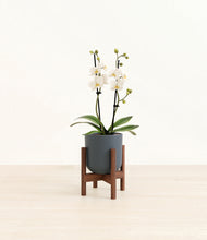 Load image into Gallery viewer, Iron Gray stand:walnut
