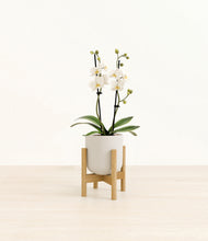 Load image into Gallery viewer, Natural Bamboo stand:bamboo
