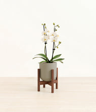 Load image into Gallery viewer, Sage Green stand:walnut
