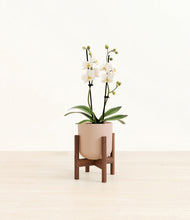 Load image into Gallery viewer, Sandy Pink stand:walnut
