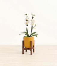 Load image into Gallery viewer, Sunset Orange stand:walnut
