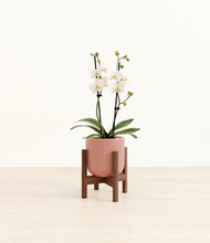 Load image into Gallery viewer, Striped Rose Pink stand:walnut
