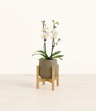 Load image into Gallery viewer, Olive stand:bamboo
