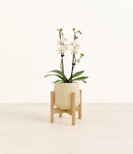 Load image into Gallery viewer, Almond Green stand:bamboo

