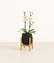 Load image into Gallery viewer, Black stand:bamboo
