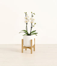Load image into Gallery viewer, White stand:bamboo
