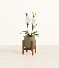 Load image into Gallery viewer, Olive stand:walnut

