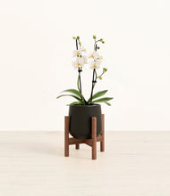 Load image into Gallery viewer, Black stand:walnut
