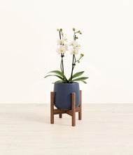 Load image into Gallery viewer, Deep Navy stand:walnut
