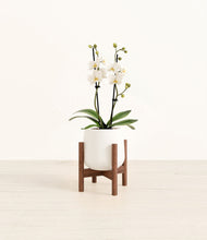 Load image into Gallery viewer, White stand:walnut
