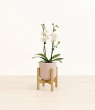 Load image into Gallery viewer, Sandy Pink stand:bamboo
