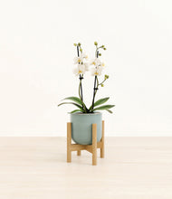 Load image into Gallery viewer, Reactive Aqua stand:bamboo
