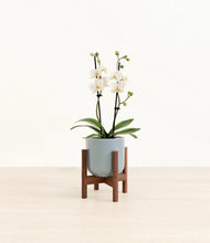 Load image into Gallery viewer, Misty Blue stand:walnut

